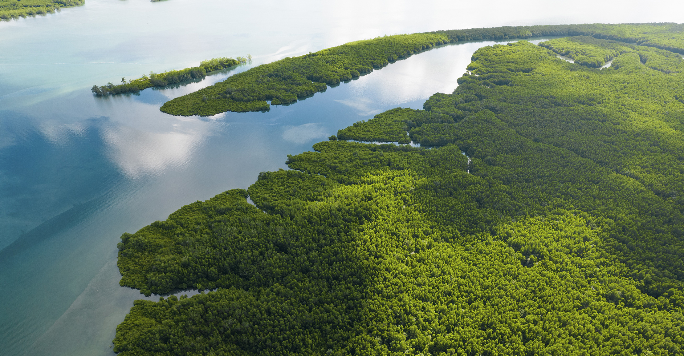 Aerial view of mangrove forest on sea in Phang Nga Province